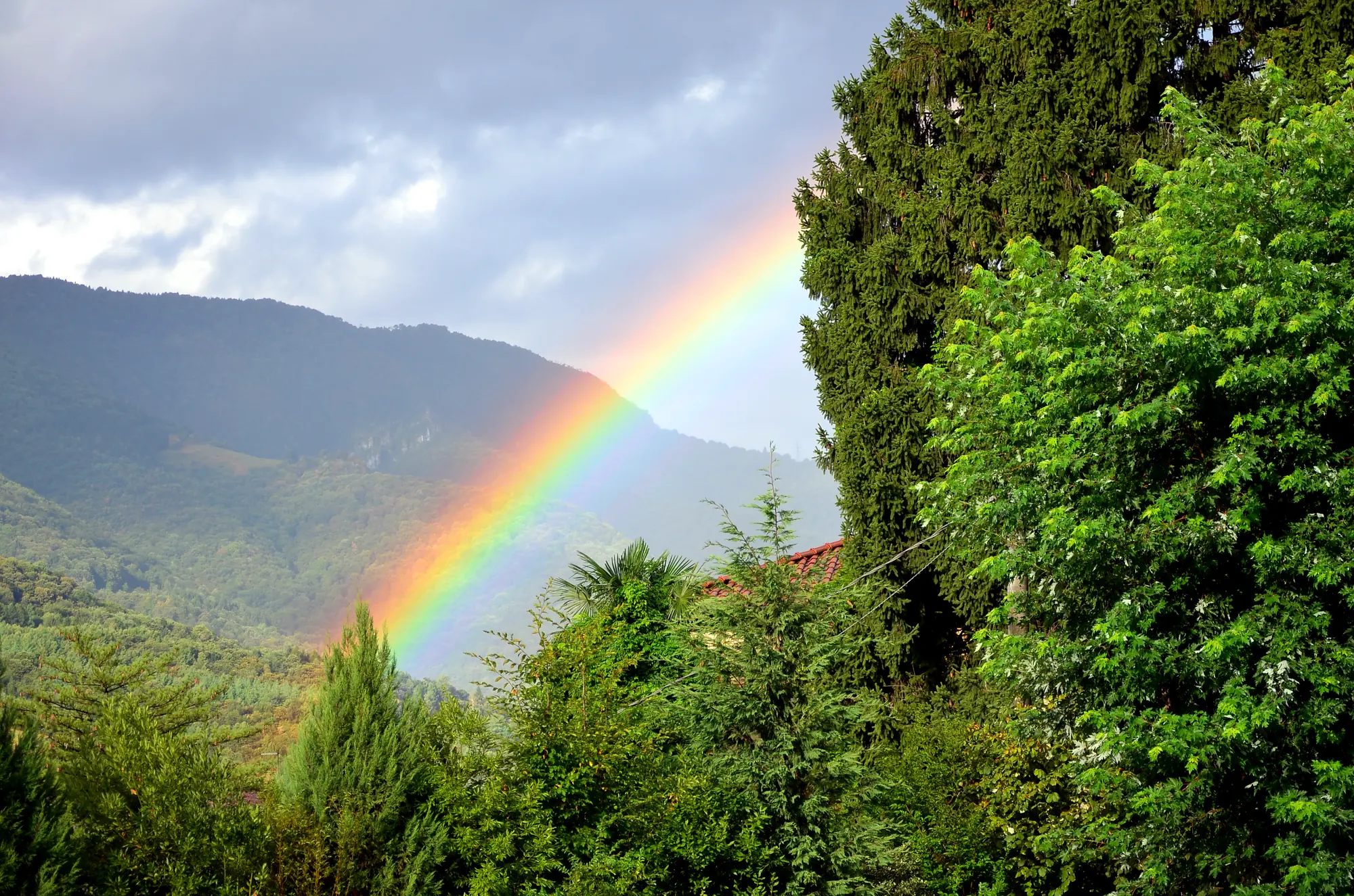 A rainbow above the trees in the garden